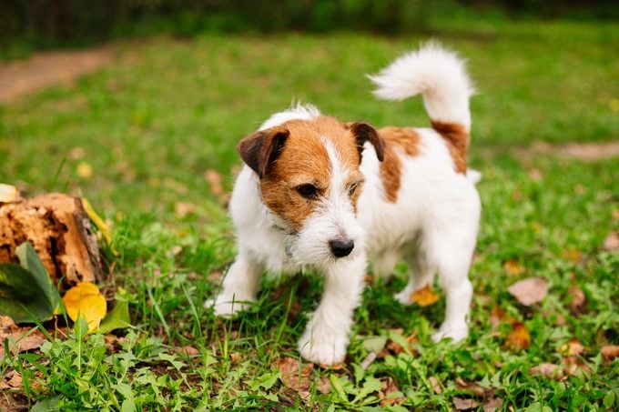 Jack Russell dog outside in the grass