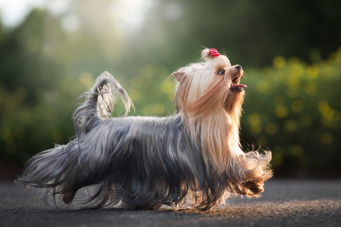 Close-up of purebred yorkshire terrier walking on road,Hakadal,Norway
