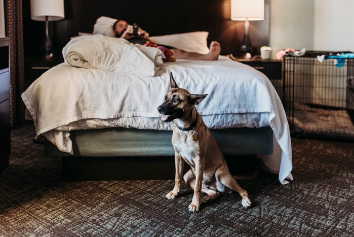 Portrait of young German Shepard mix dog with bone in hotel room