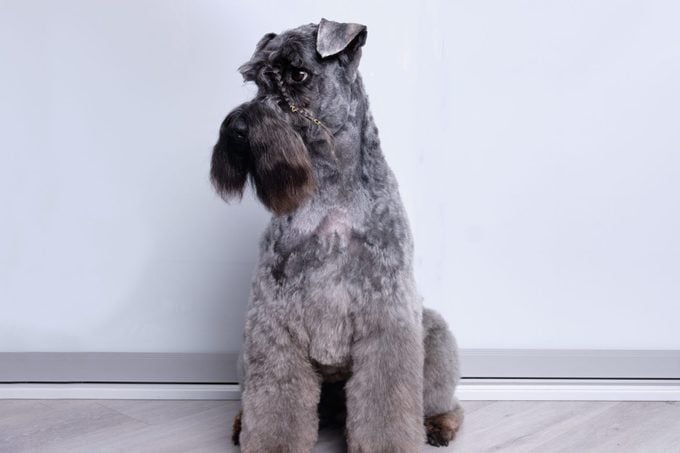 Kerry blue terrier show dog after grooming demonstrates his haircut. breed representative