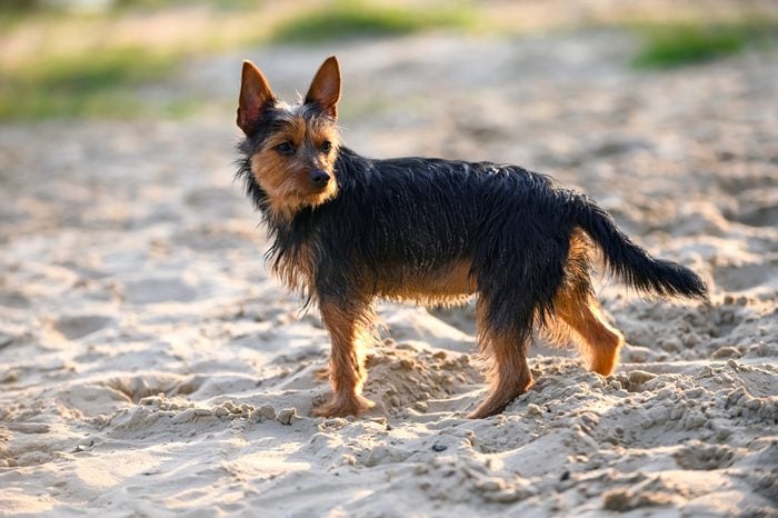 Australian terrier dog standing in sunset rays on beach sand