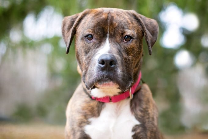 A brindle Boxer mixed breed dog with a red collar