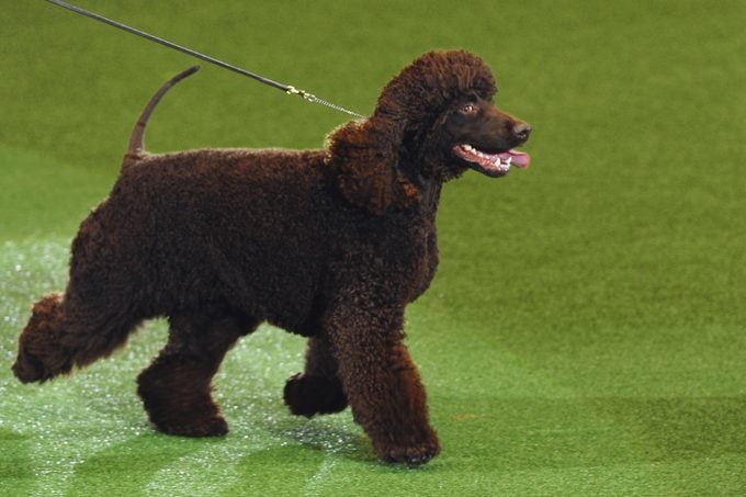Irish Water Spaniel is paraded during the Best in Show category of the Crufts Dog Show