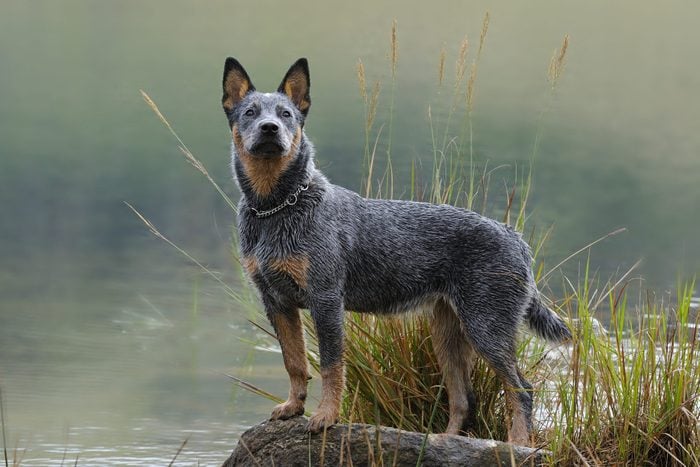 10 Australian Dog Breeds — Australian Herding Dogs | Reader's Digest