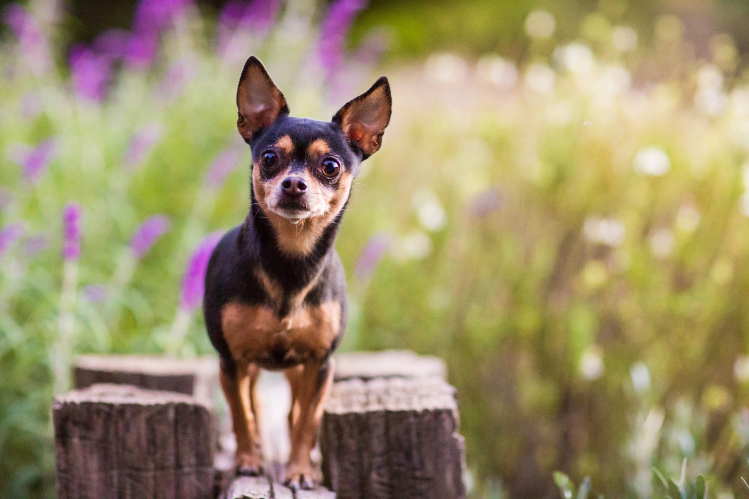 20 Dogs with Pointy Ears That Stand Up (with Pictures) | Reader's Digest