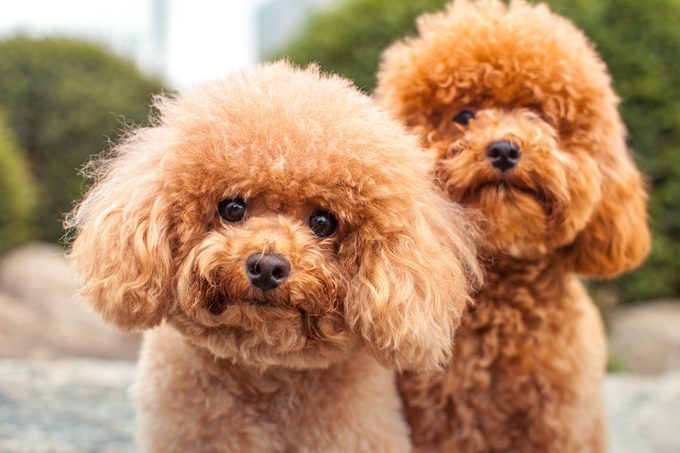 Two miniature poodles looking at the camera