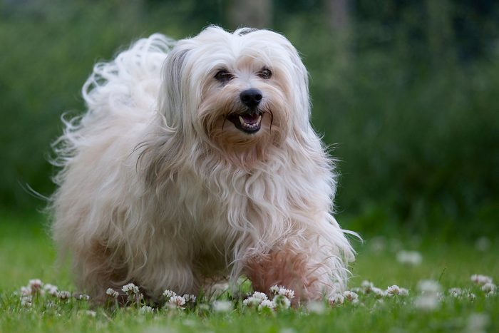 A sable colored 6 years young male havanese dog on green grass with daisies