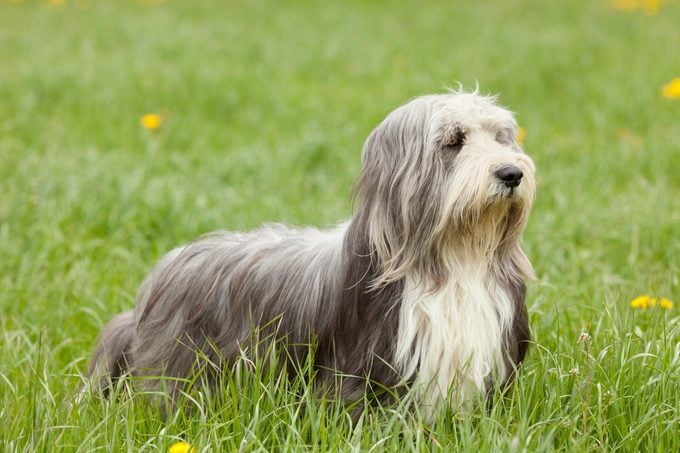 alert bearded collie in the nature