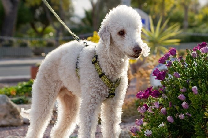 Bedlington Terrier poses beside flowers