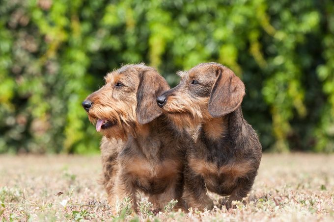 Portrait of two dogs breed Wire-haired dachshund