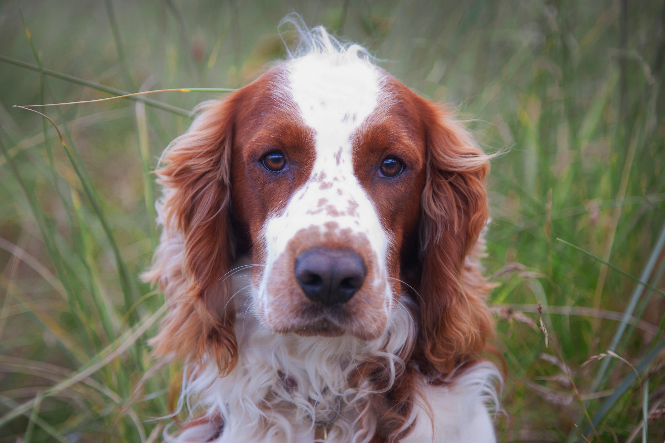 Welsh Springer Spaniel dog portrait looking at camera