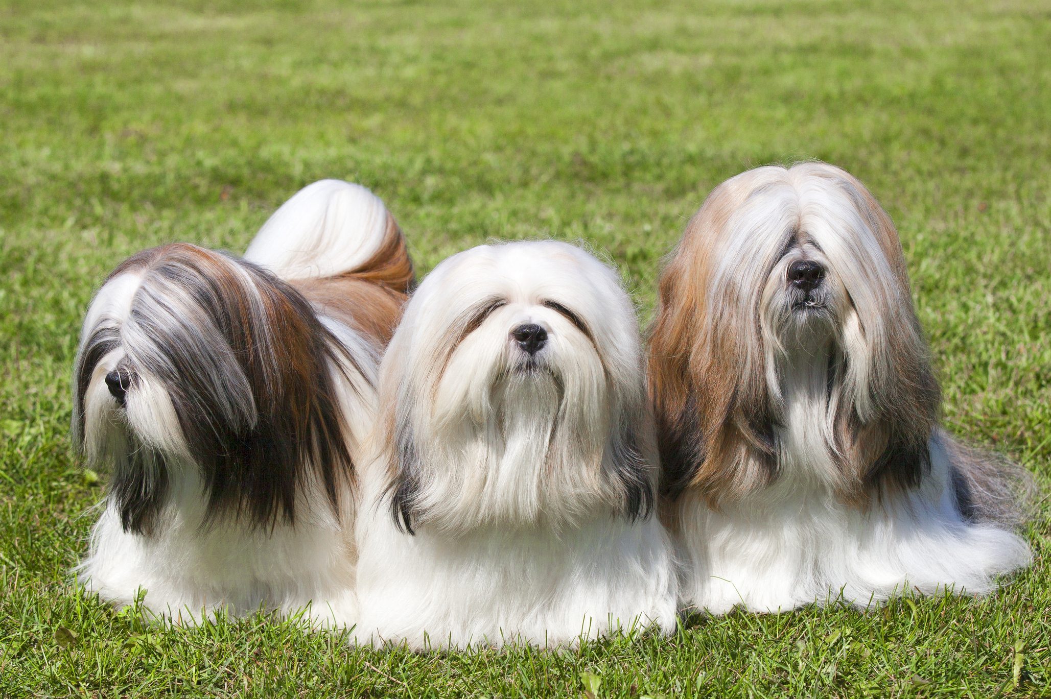12 Chinese Dog Breeds and Their Interesting Histories