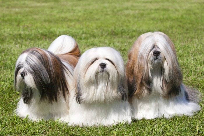 Portrait Of Three Purebred Chinese Lhasa Apso dogs On Green Grass