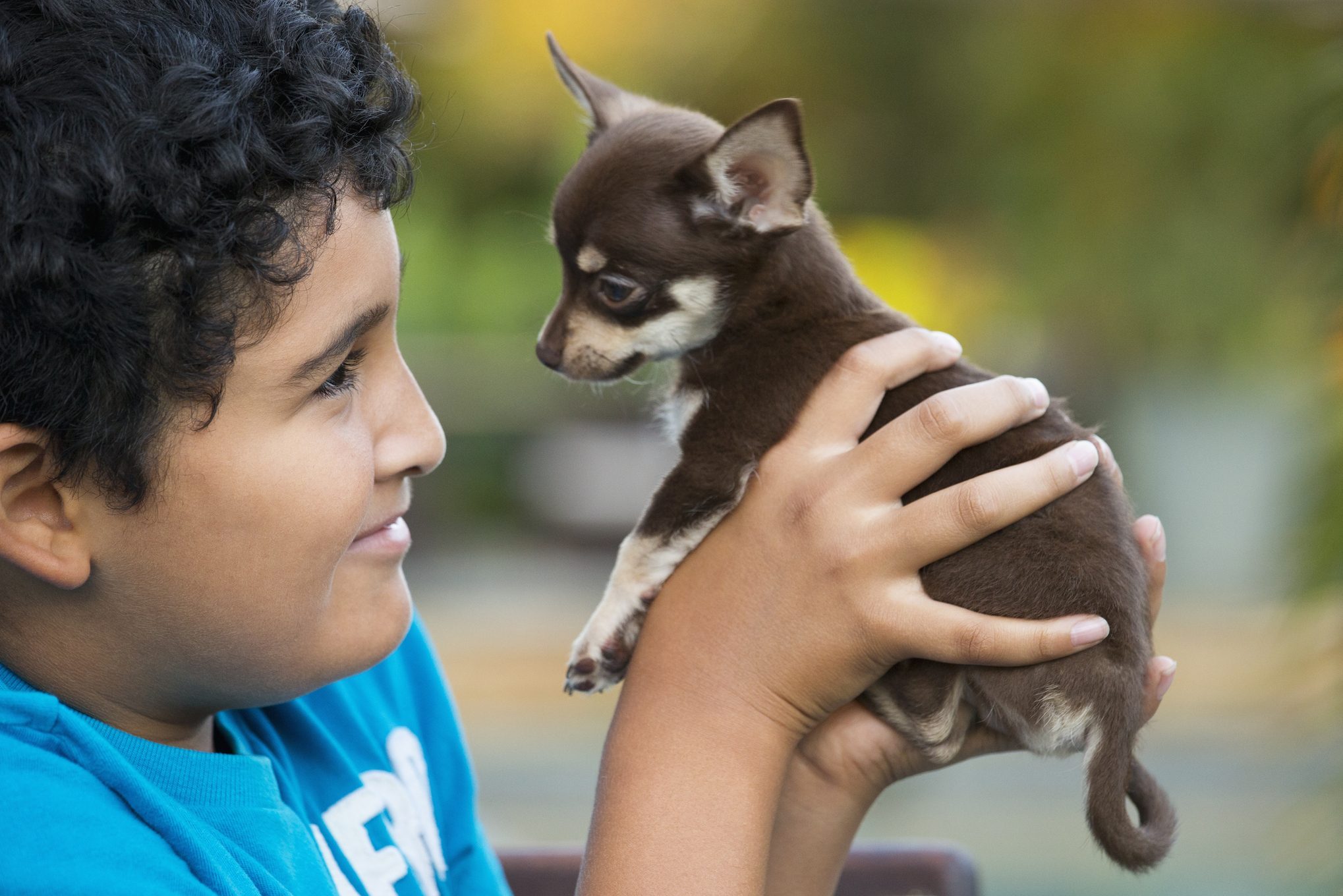 Smiling boy holding Chihuahua puppy
