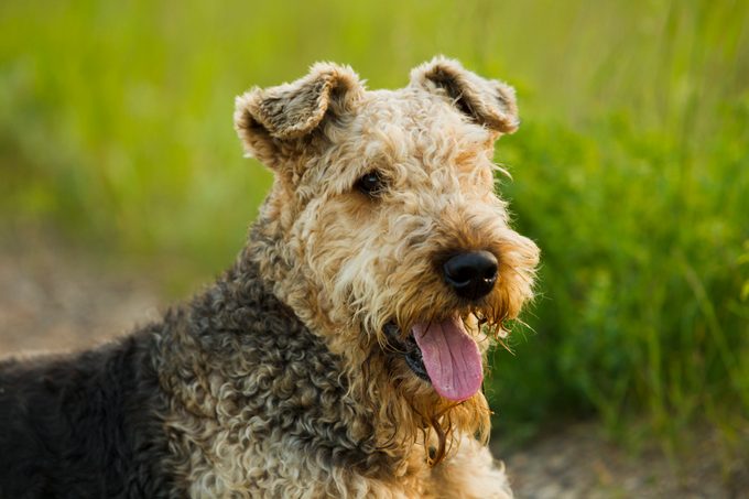 airedale terrier outside
