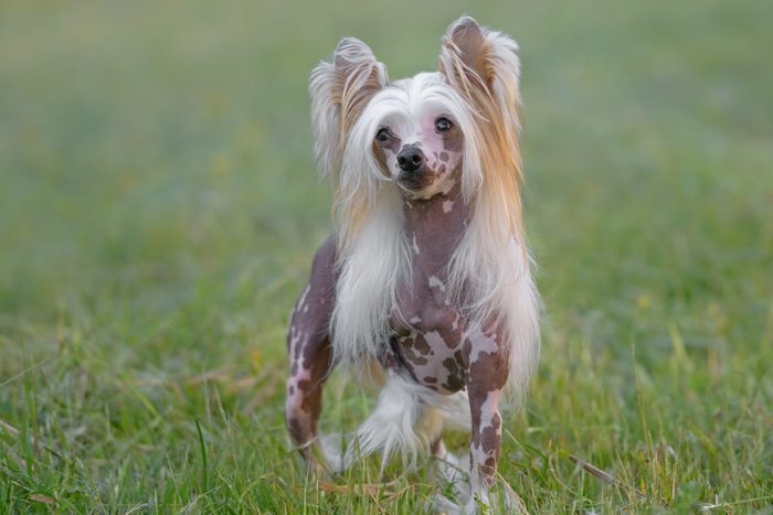 pure breed Chinese Crested dog standing in grass outside