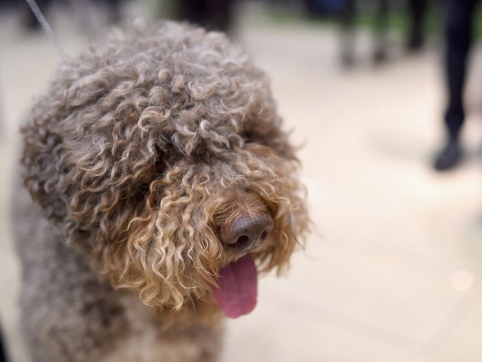 close up of Lagotto Romagnolo dog