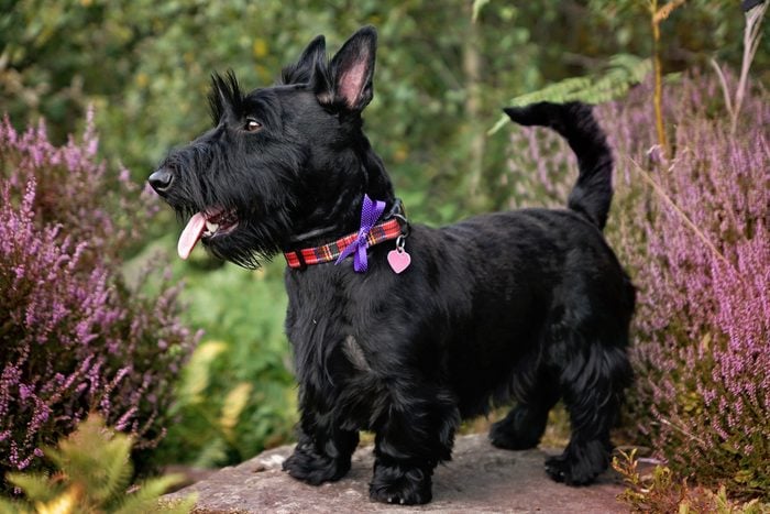 Scottish Terrier Dog standing on a step outside