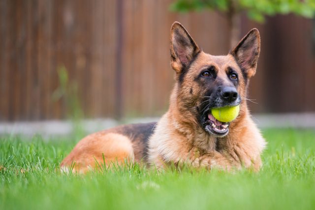 german shepherd dog sitting in grass and holding a tennis ball in mouth