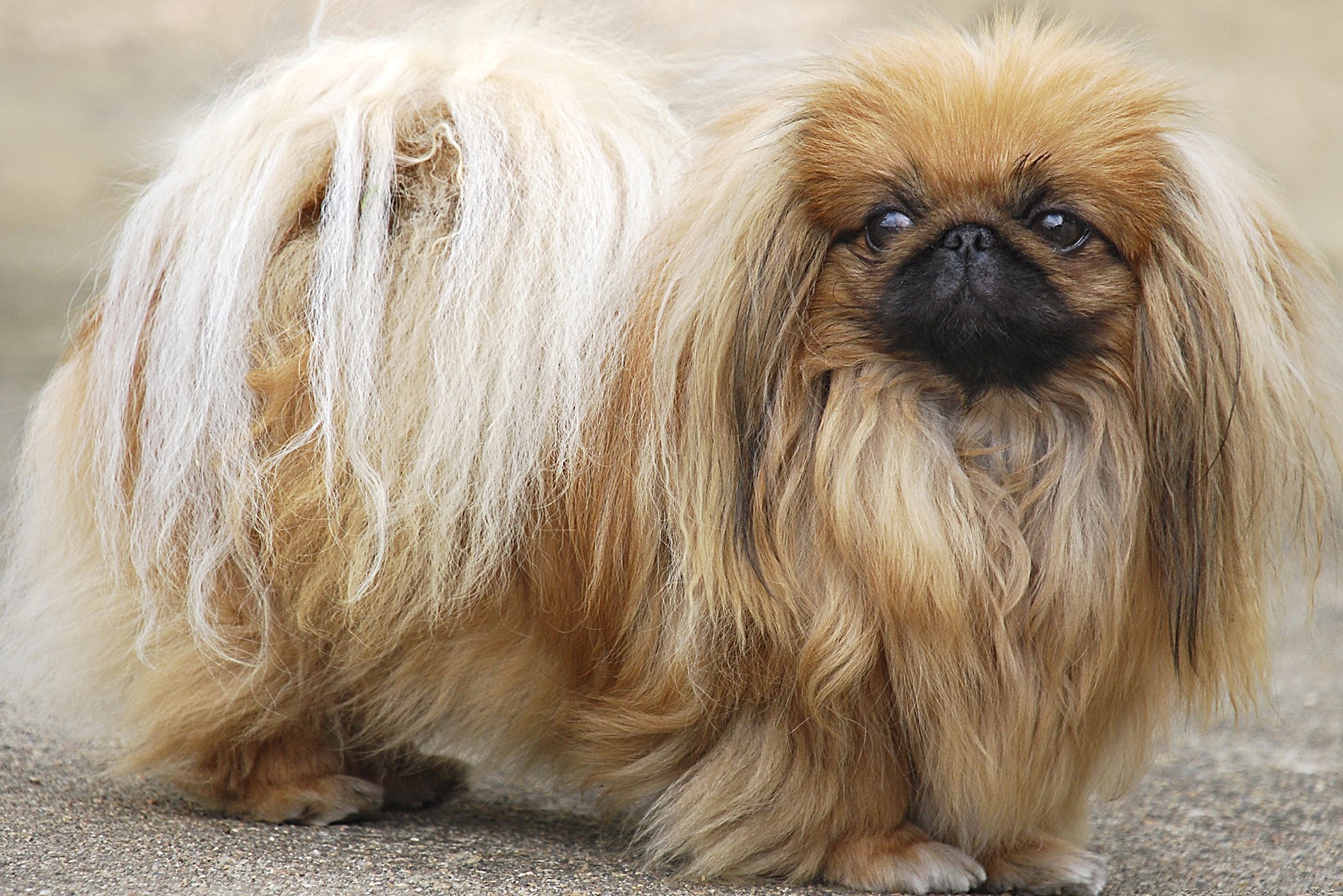 16 Long-Haired Dogs with Gorgeous Locks — Small and Large Breeds with  Pictures