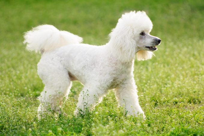 German White poodle dog in a field