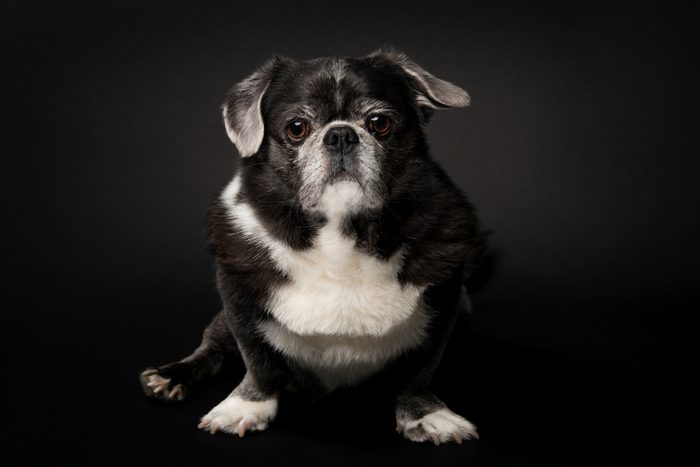 Chinese Puginese Dog Portrait in studio with dark background