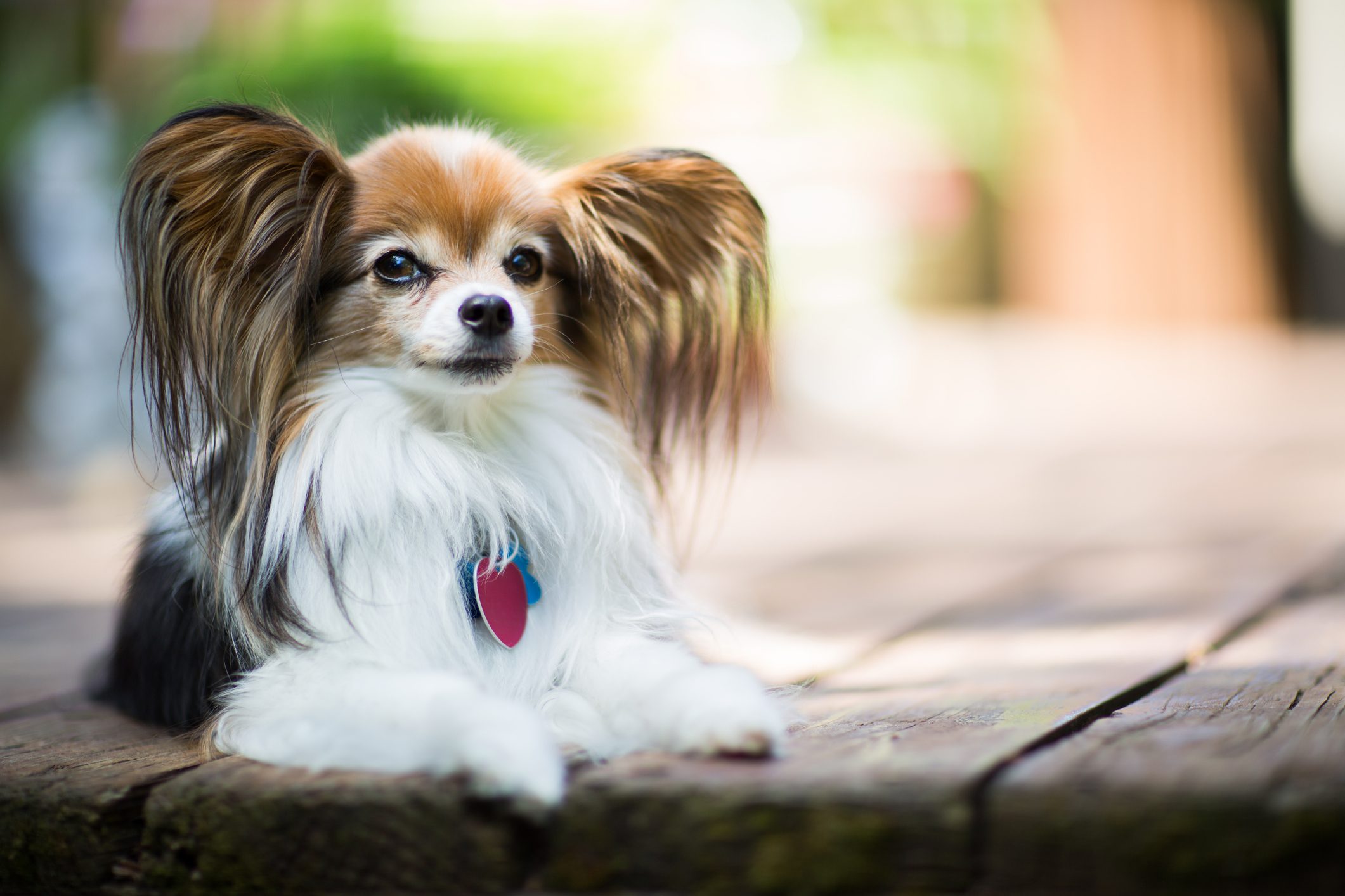 Papillon Dog Laying on Wooden Deck Outdoors