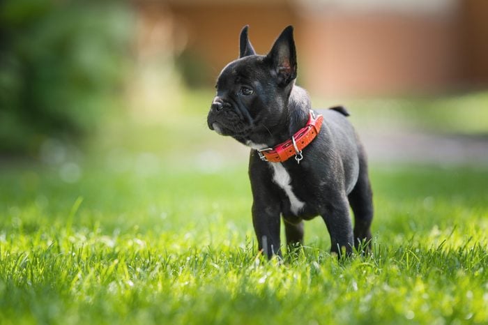 French bulldog puppy standing in grass outside