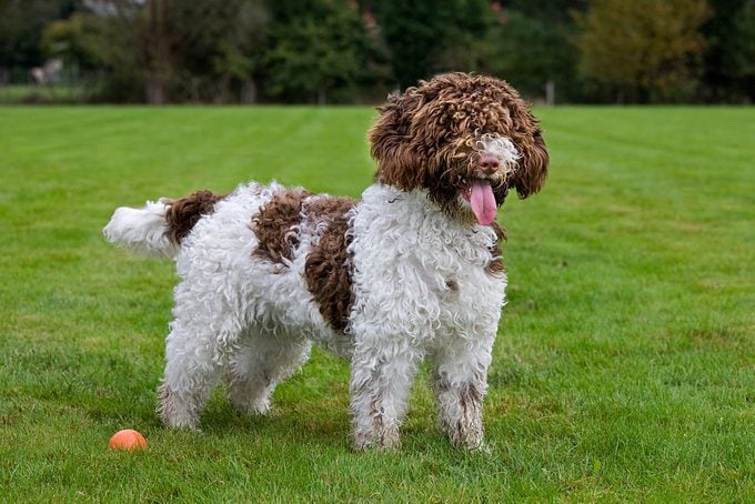15 Curly Haired Dogs with Pictures | Reader's Digest