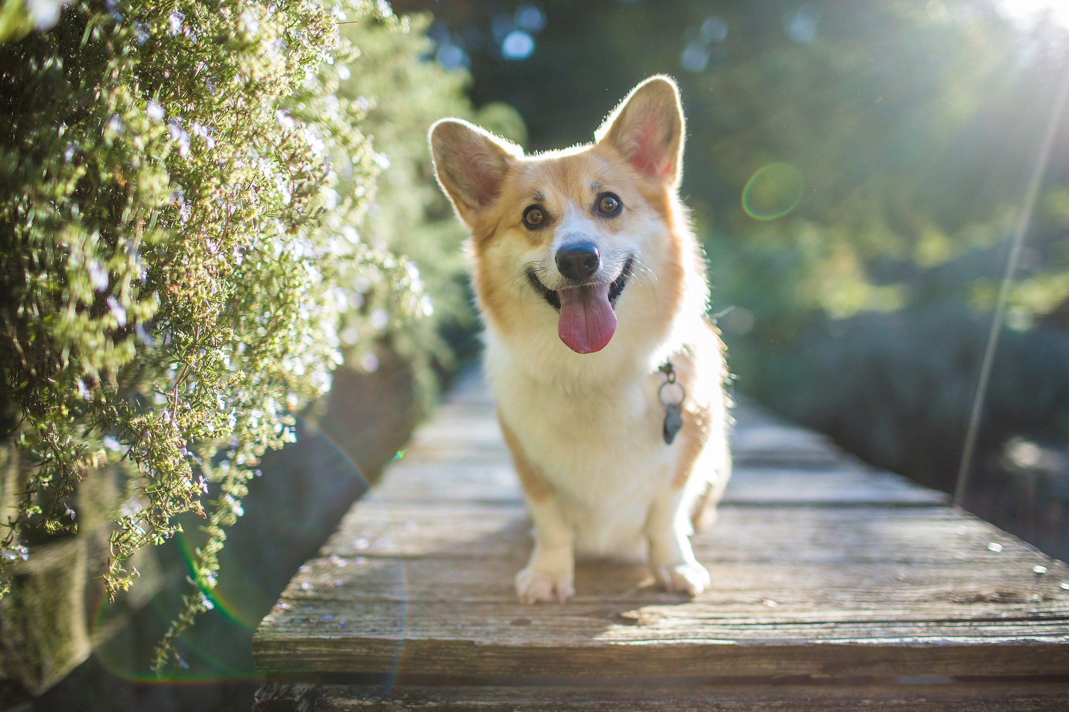 Backlit corgi dog looking happy outdoors