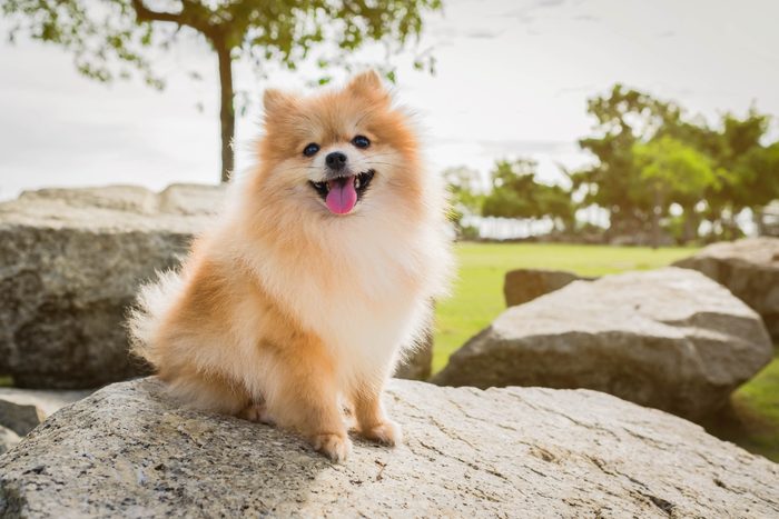 pomeranian dog sitting on a rock outside