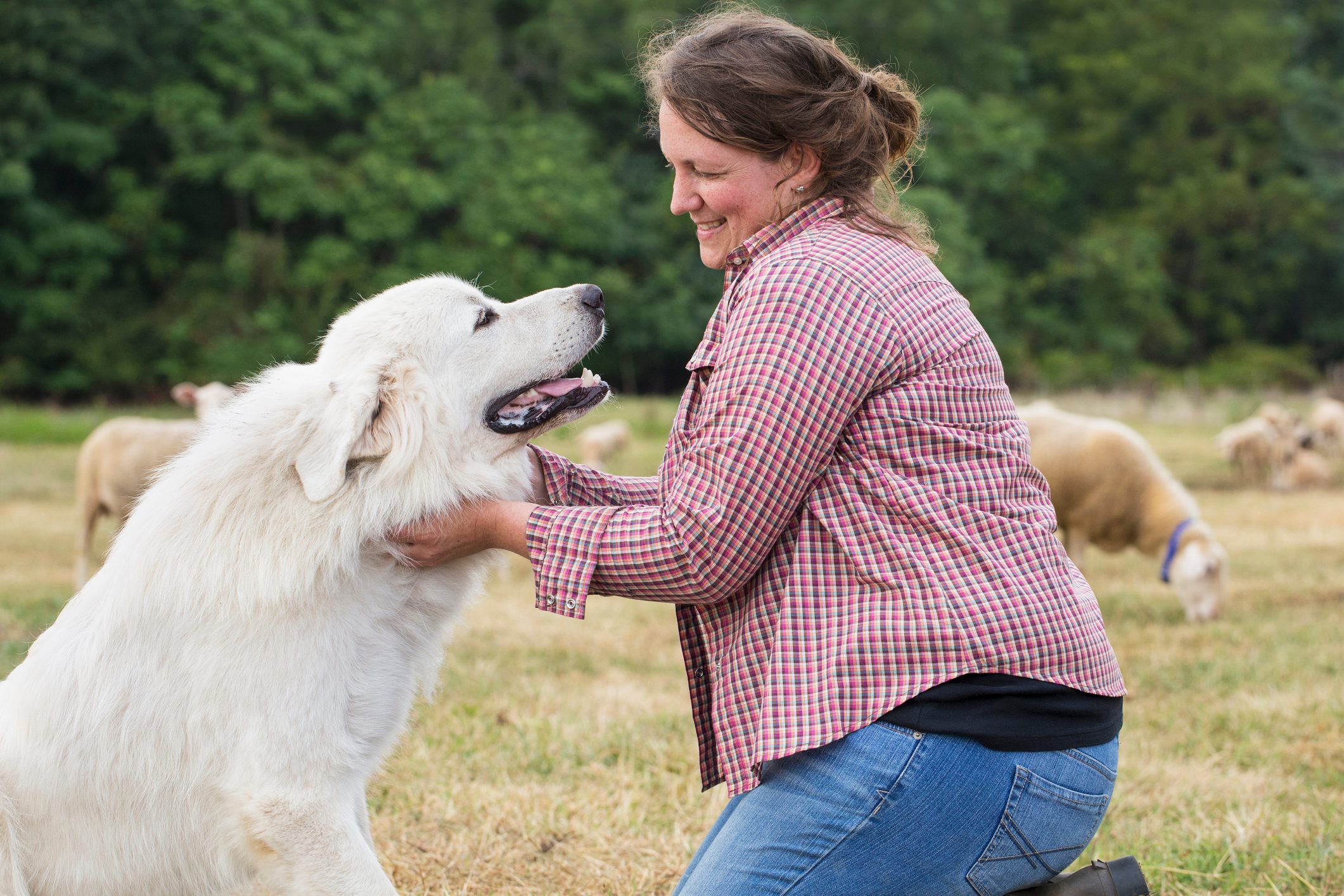 woman petting her great pyrenees dog on a farm