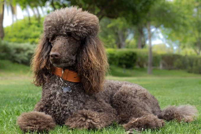 standard Poodle laying in grass