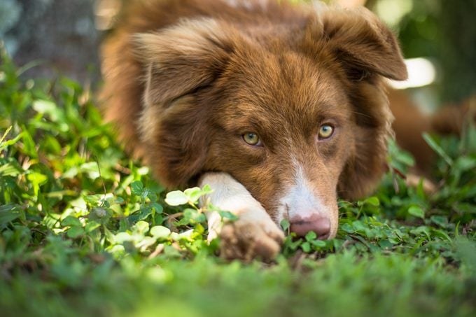 A young Australian Shepherd dog rests his chin in the grass while looking at camera. The sun lights up the foreground grass. Small organic farm in Hawaii.