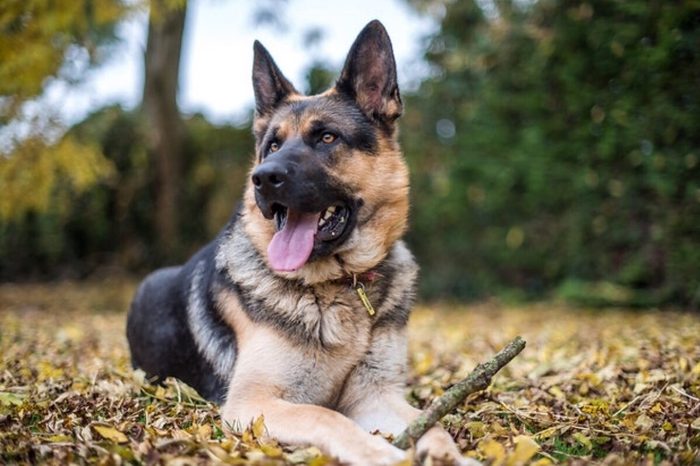 German Shepherd sticking out tongue while resting on the field in autumn