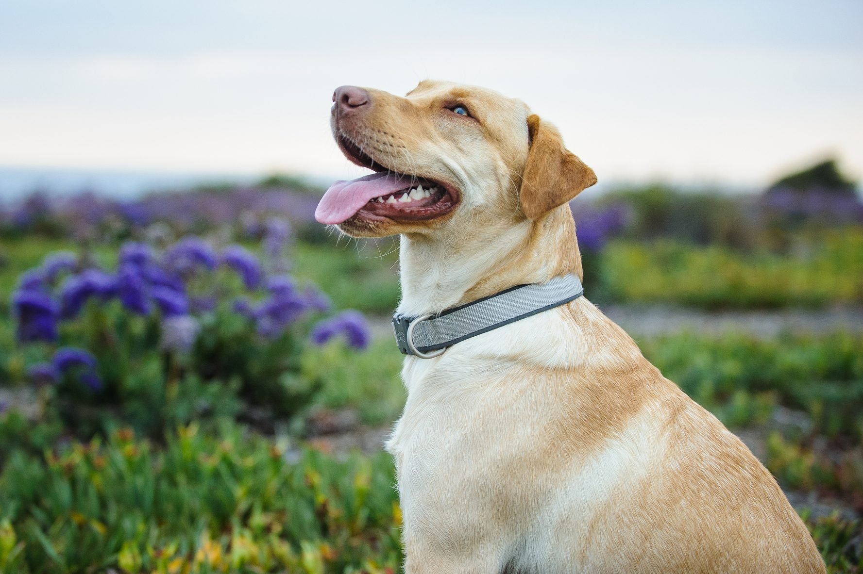 Side View Of Yellow Labrador Retriever On Field