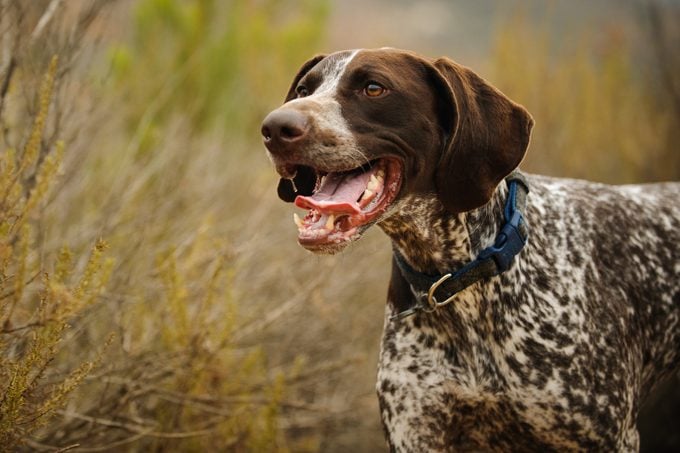 German Short-Haired Pointer Looking Away