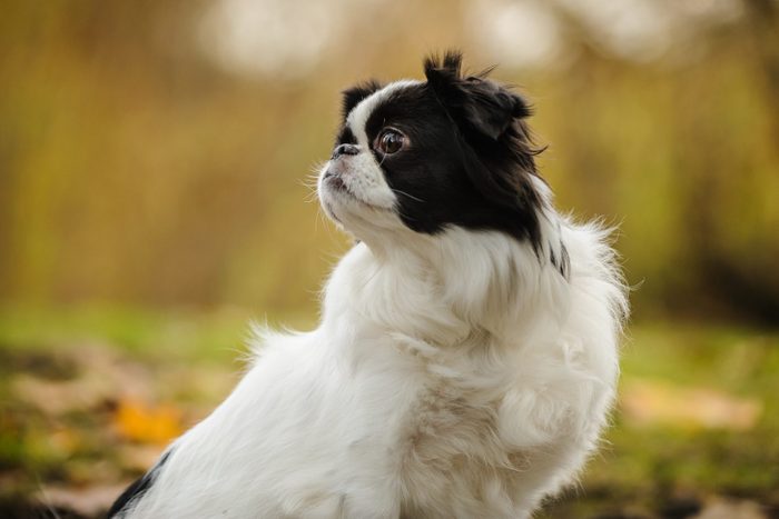 Close-Up Of Japanese Chin Looking Away While Sitting On Field In Park