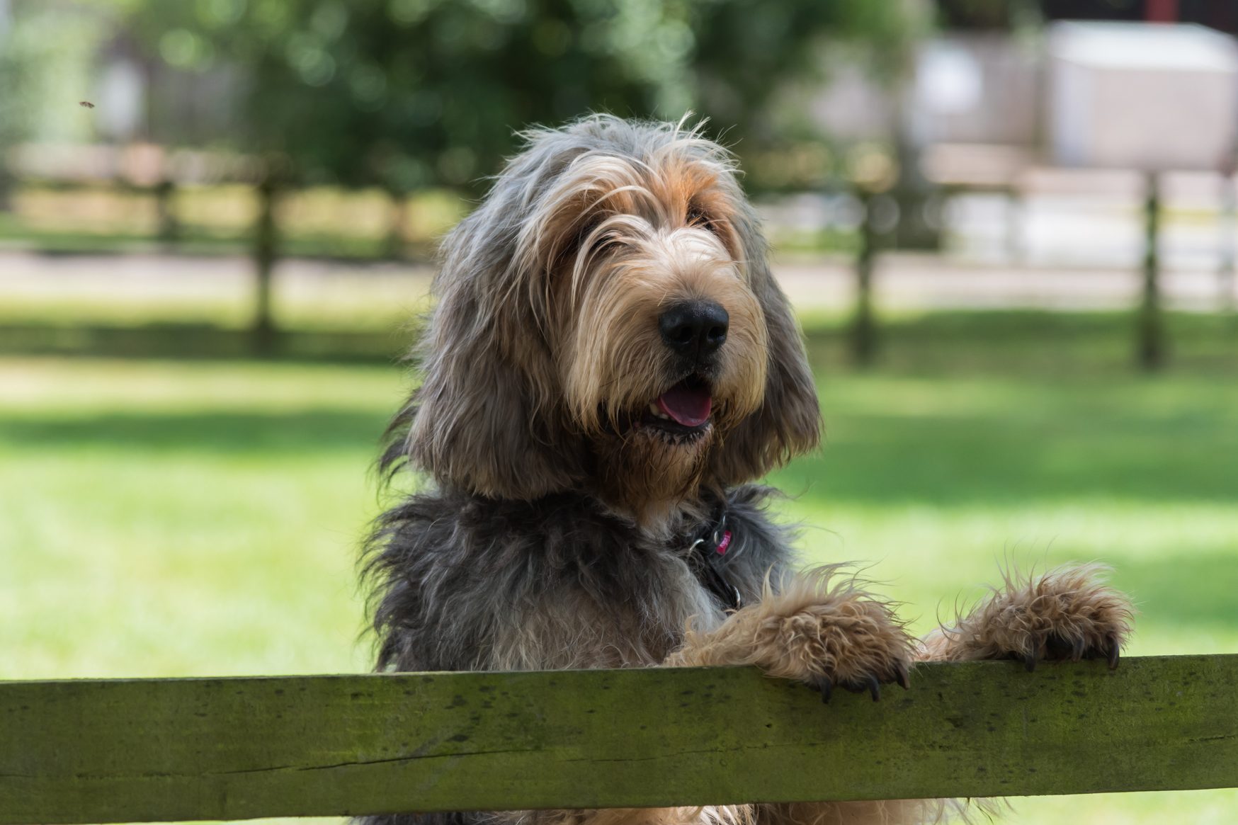 Otterhound looking over fence