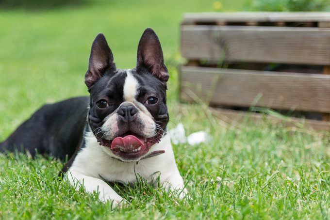 Closeup image of a Boston terrier dog sitting on grass in backyard