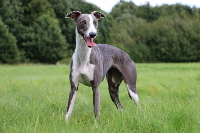 whippet dog standing outside in field