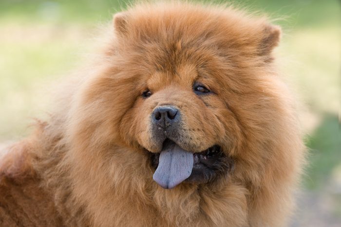 chinese chow-chow dog portrait outside