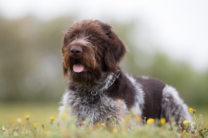 German wirehaired pointer dog outdoors in nature