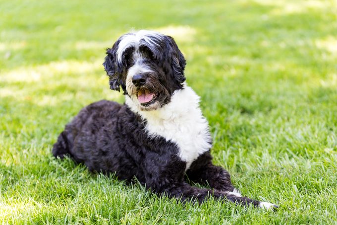 Portuguese Water Dog Posing on a Lawn of Grass