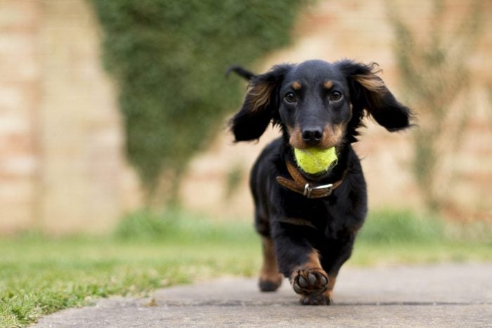 Dachshund puppy dog with a tennis ball in mouth