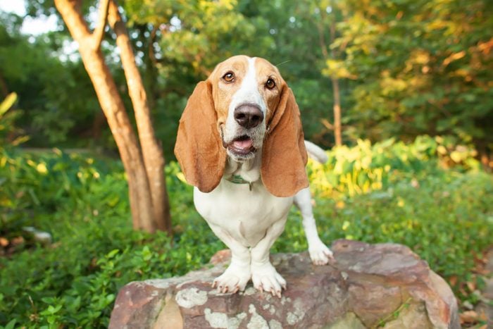 Portrait of basset hound standing on rock