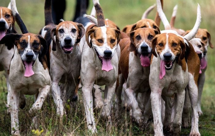 a pack of english foxhound dogs