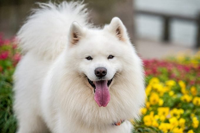 samoyed outside standing by flowers