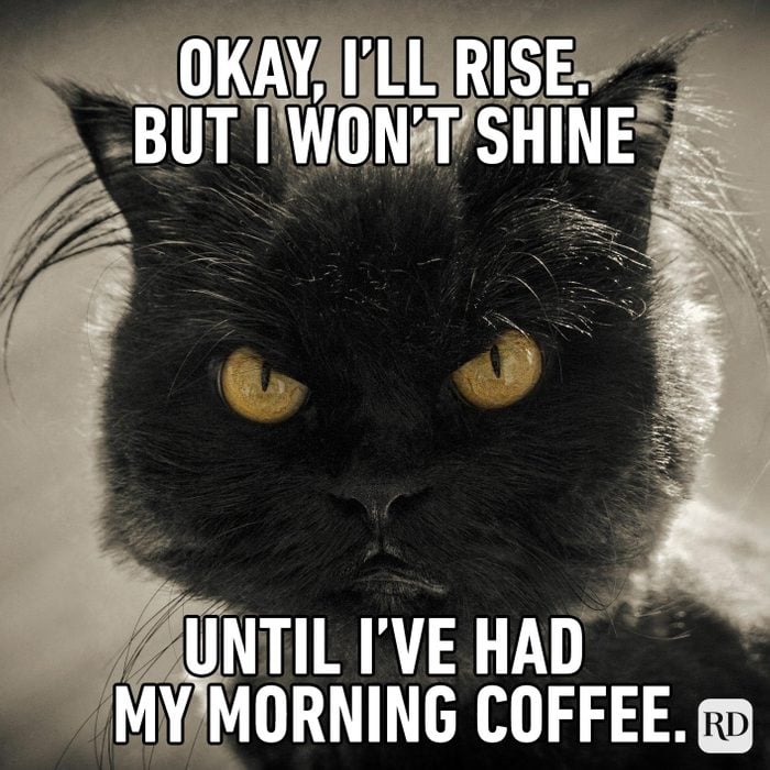 Okay Ill Rise But I Wont Shine Until Ive Had My Morning Coffee cranky cat meme