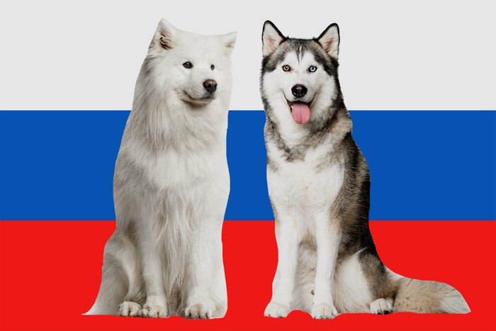 Russian samoyed and siberian husky on russia flag background